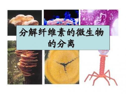 分解纤维素的微生物的分离