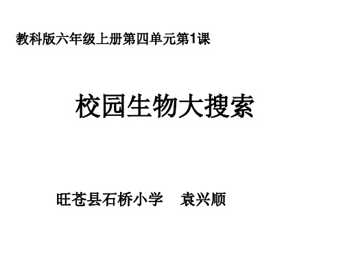 教科版六年级科学上册校园生物大搜索PPT课件