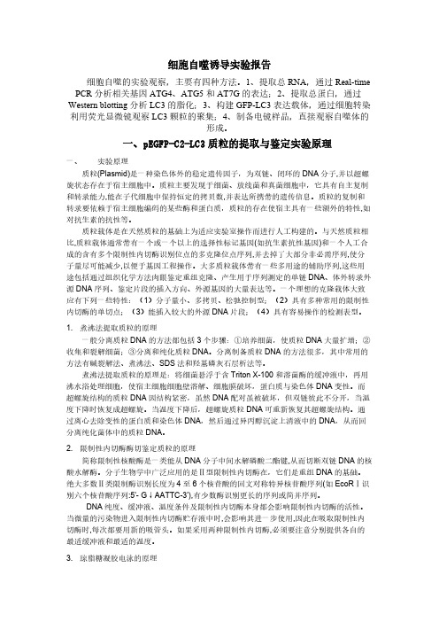 Removed_细胞自噬诱导实验报告