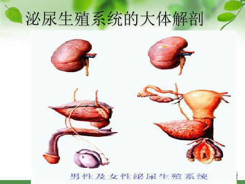 膀胱冲洗的护理专业课件