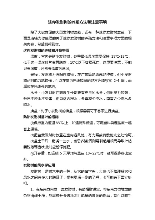 迷你发财树的养殖方法和注意事项