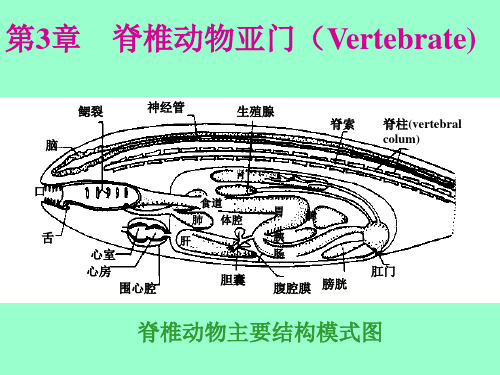 优质实用教学课件精选脊椎动物学课件