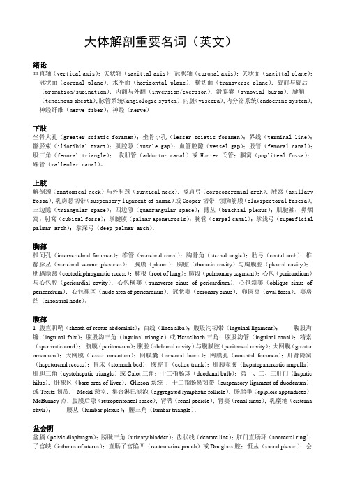 大体解剖学英文名词