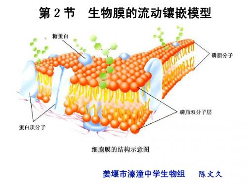 陈文久 第2节 生物膜的流动镶嵌模型