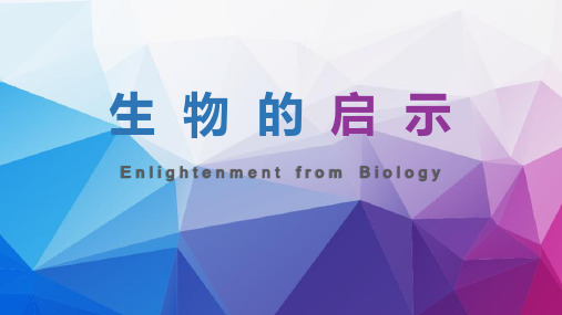 生物的启示优质课公开课课件