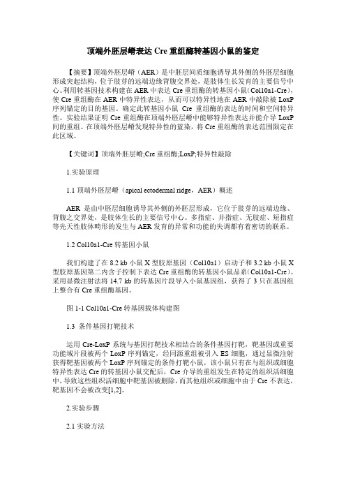 顶端外胚层嵴表达Cre重组酶转基因小鼠的鉴定