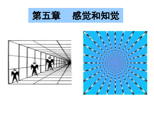 第五章感觉和知觉