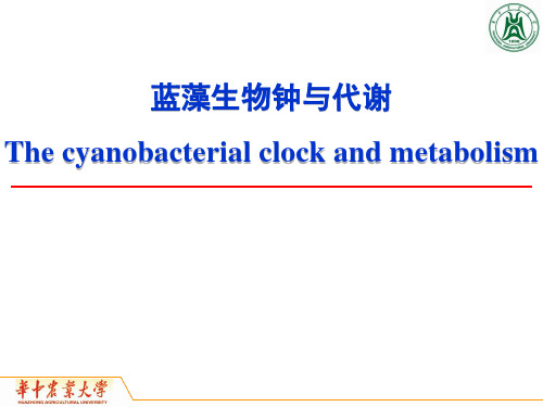 蓝藻生物钟与代谢调控