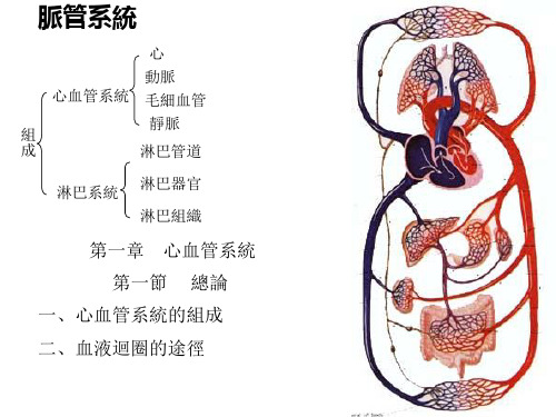 脉管系统-心