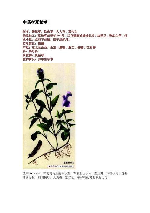 中药材夏枯草