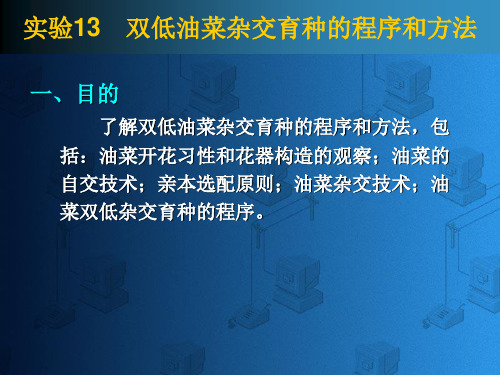 了解双低油菜杂交育种的程序和方法