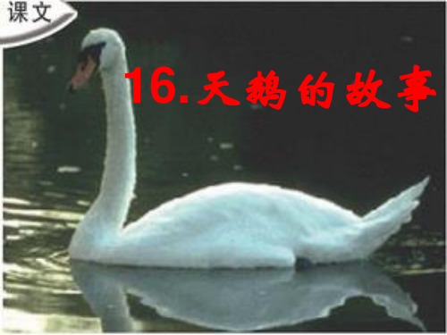 16《天鹅的故事》PPT课件之三(苏教版)