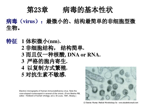 病毒的基本性状