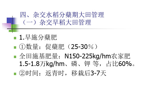 杂交水稻分蘖期大田