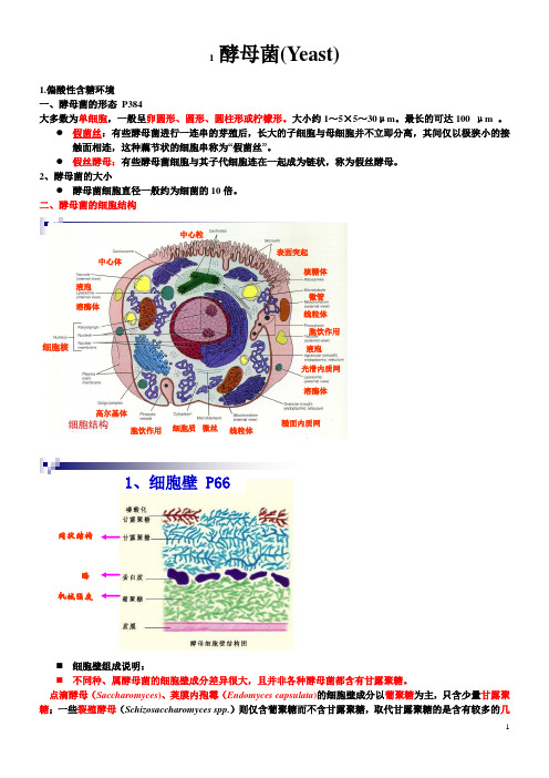 酵母菌