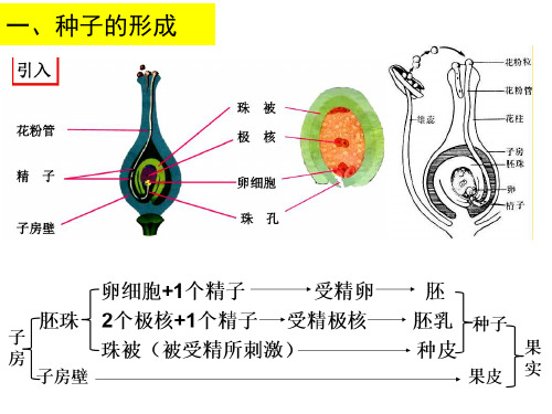 专题13 种子(课件精讲)-高考生物二轮复习优质课件与精练