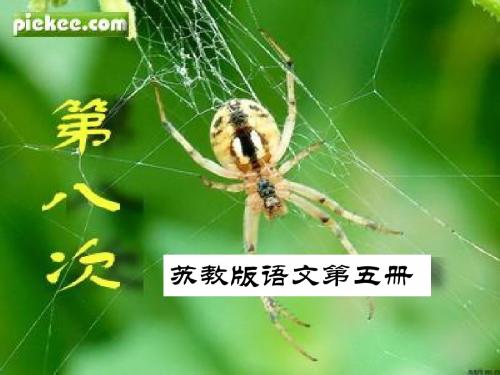 苏教版三上语文11第八次课件