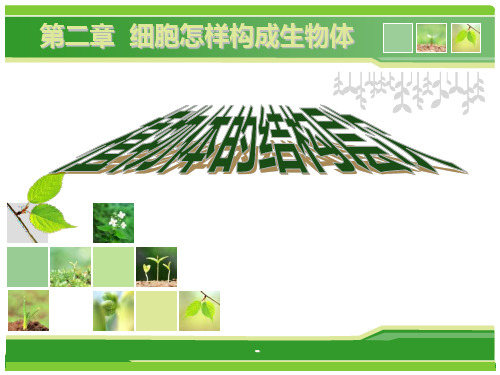 植物体的结构层次课件(新人教版)