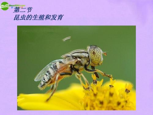 八年级生物上册 昆虫的生殖和发育课件 济南版本