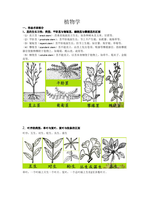 植物学复习提纲