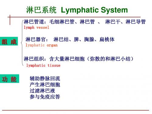 人体淋巴系统PPT课件