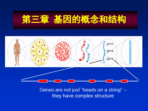 遗传学第三章 基因的概念和结构