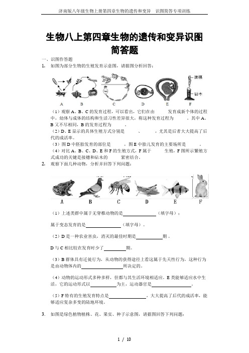 济南版八年级生物上册第四章生物的遗传和变异  识图简答专项训练