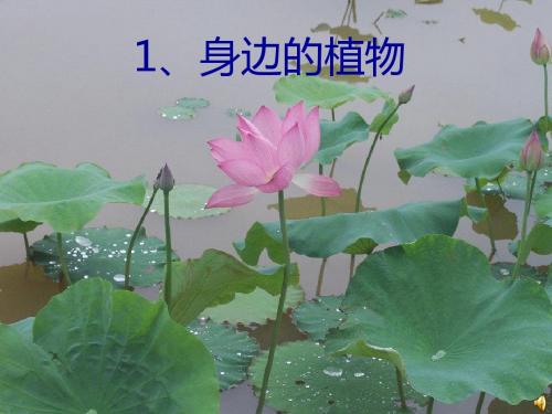 一年级科学上册第4课身边的植物PPT课件冀教版