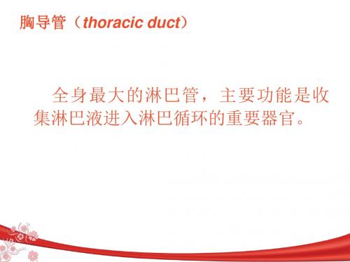 胸导管(thoracic duct)