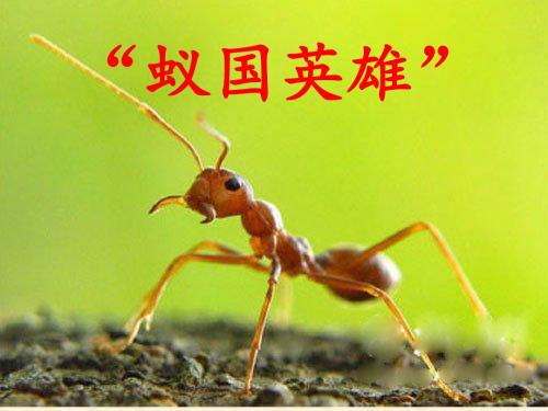 蚁国英雄课件
