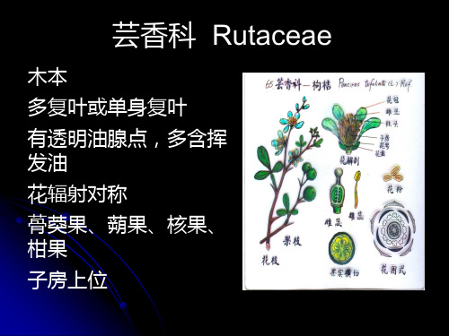 201010芸香科五加科