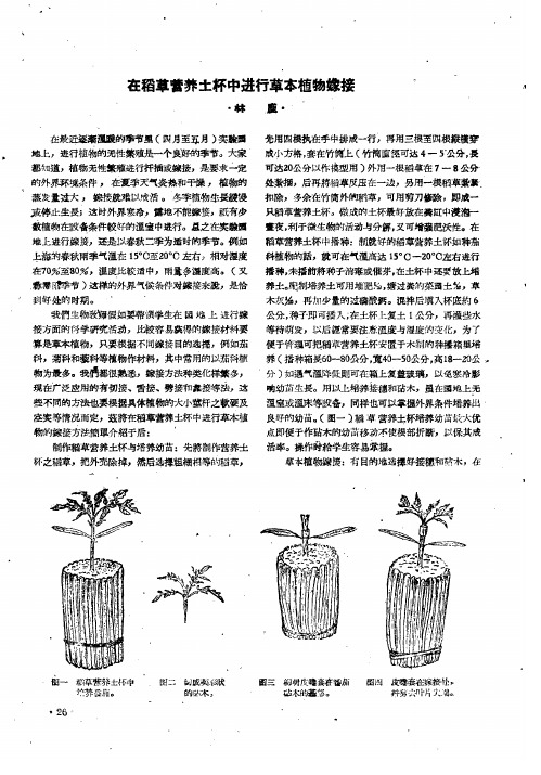 在稻草营养土杯中进行草本植物嫁接