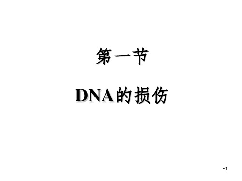 DNA的损伤修复及突变PPT课件