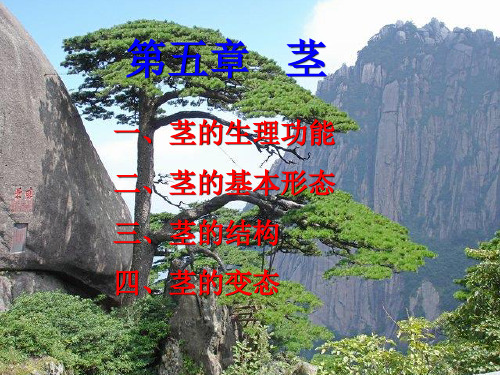 《植物学》：茎