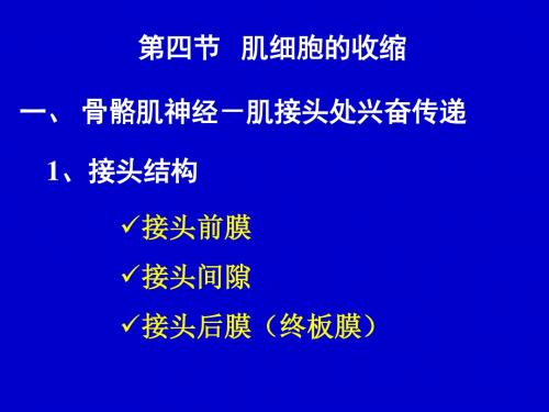 细胞生理学肌肉收缩ppt课件