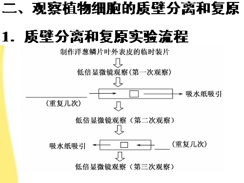 质壁分离与复原