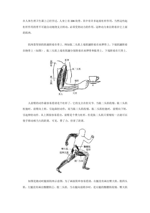 人身体上的杠杆