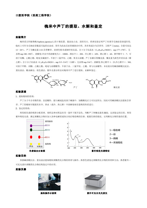 槐米中芦丁的提取、水解和鉴定