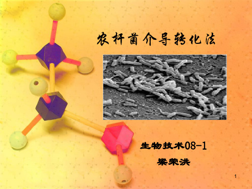 农杆菌转化法基本操作与理论ppt课件