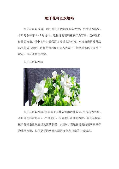 栀子花可以水培吗