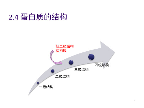 《蛋白质结构》PPT课件