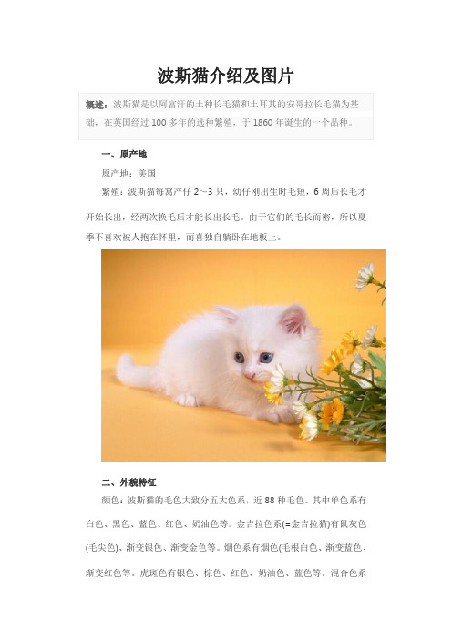 波斯猫介绍及图片