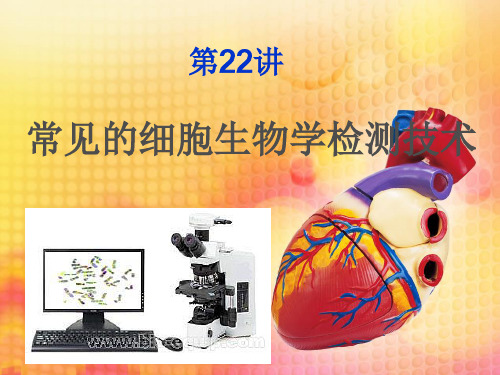 22常见的细胞生物学检测技术