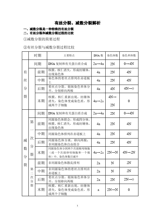 有丝分裂与减数分裂解析