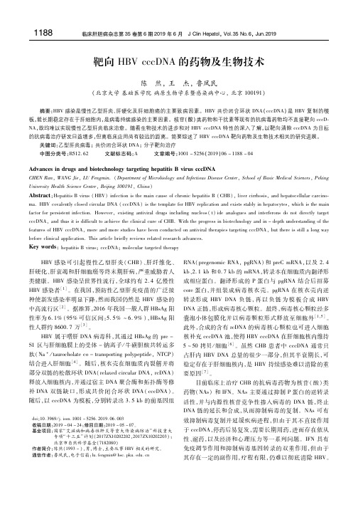 靶向HBV cccDNA的药物及生物技术