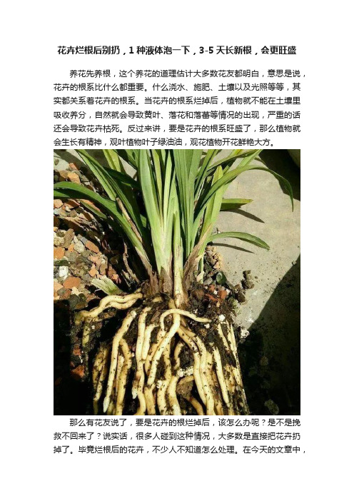 花卉烂根后别扔，1种液体泡一下，3-5天长新根，会更旺盛