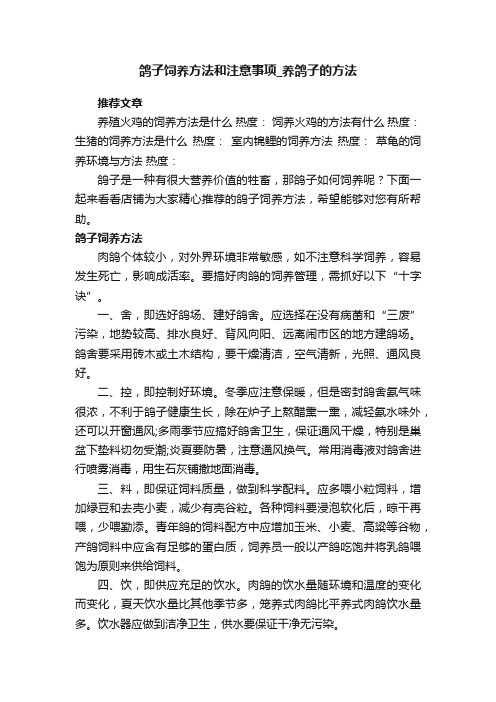 鸽子饲养方法和注意事项_养鸽子的方法