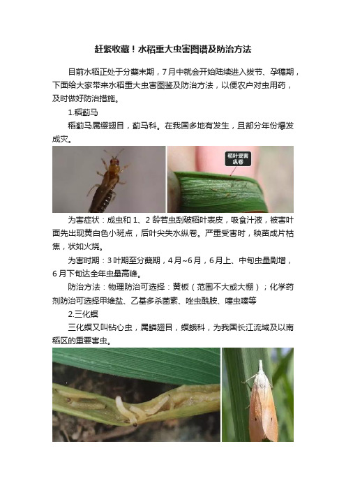 赶紧收藏！?水稻重大虫害图谱及防治方法