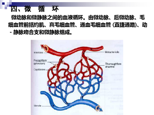 微循环