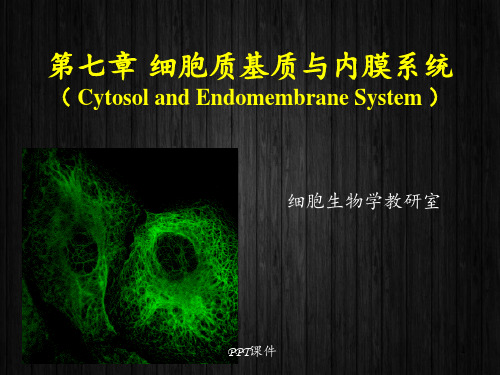 细胞生物学翟中和编 第7章 细胞质基质与内膜系统  ppt课件